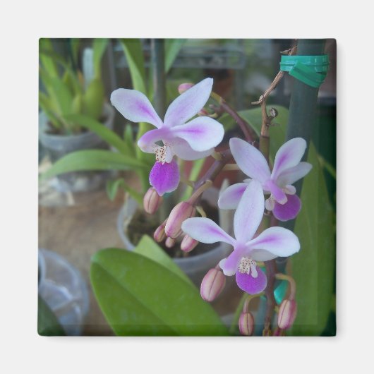 mini Phal-orchideeën Magneet (Voorkant)