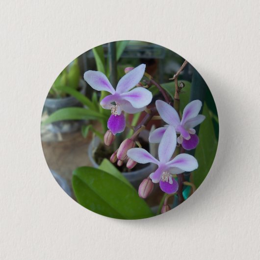mini Phal-orchideeën Ronde Button 5,7 Cm (Voorkant)