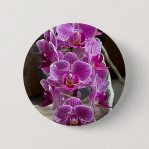 Mini Phalaenopsis Sogo Vivien Paarse orchideebloem Ronde Button 5,7 Cm