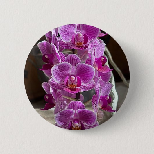 Mini Phalaenopsis Sogo Vivien Paarse orchideebloem Ronde Button 5,7 Cm (Voorkant)