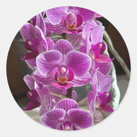 Mini Phalaenopsis Sogo Vivien Paarse orchideebloem Ronde Sticker (Voorkant)