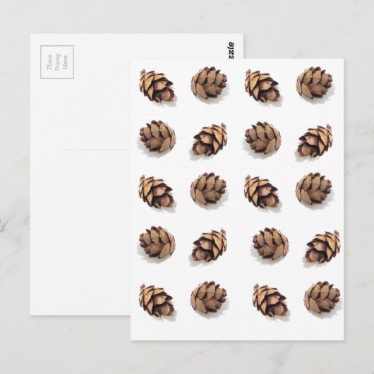 Mini Pine Cones op wit Briefkaart (Voorkant / Achterkant)