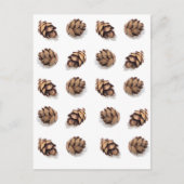 Mini Pine Cones op wit Briefkaart (Voorkant)
