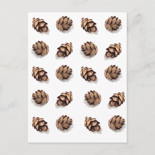 Mini Pine Cones op wit Briefkaart (Voorkant)