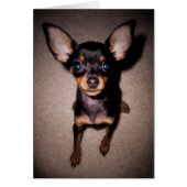 mini pinscher. (Voorkant)