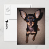 mini pinscher. briefkaart (Voorkant / Achterkant)