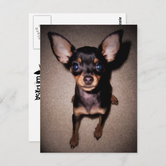 mini pinscher. briefkaart (Voorkant / Achterkant)