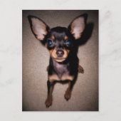 mini pinscher. briefkaart (Voorkant)