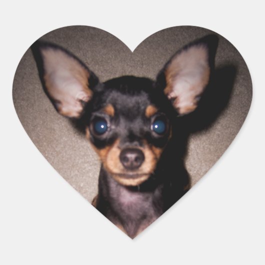 mini pinscher. hart sticker (Voorkant)