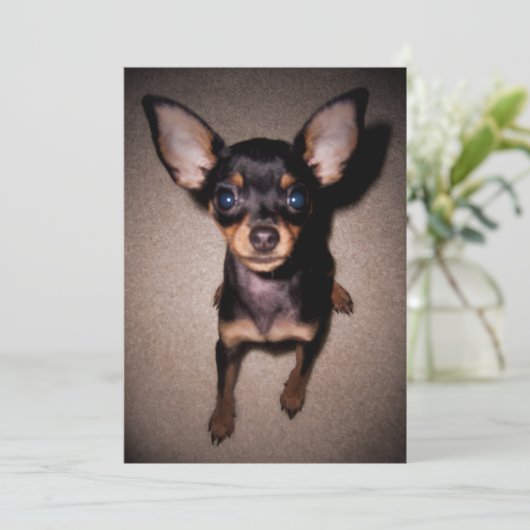 mini pinscher. kaart (Staand voorkant)