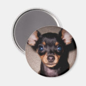 mini pinscher. magneet (Voorkant / Achterkant)
