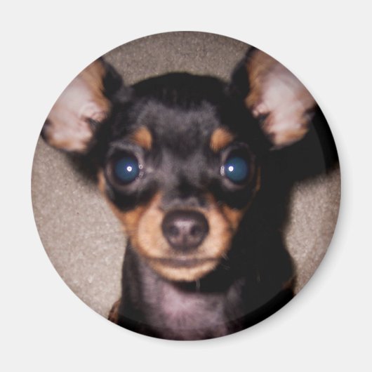 mini pinscher. magneet (Voorkant)