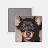 mini pinscher. magneet (Voorkant / Achterkant)