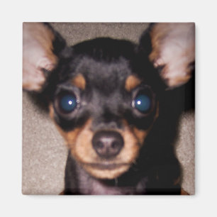 mini pinscher. magneet