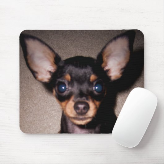 mini pinscher. muismat (Met muis)