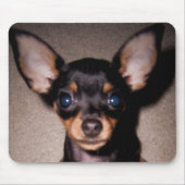 mini pinscher. muismat (Voorkant)