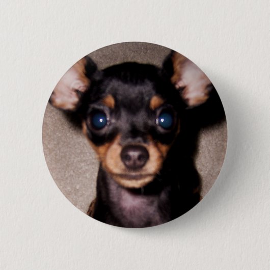 mini pinscher. ronde button 5,7 cm (Voorkant)