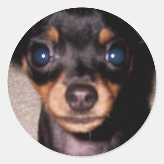 mini pinscher. ronde sticker (Voorkant)