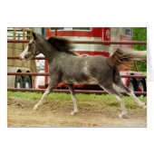 Mini Pinto Horse Gallops (Voorkant Horizontaal)