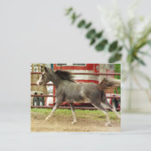 Mini Pinto Horse Gallops Briefkaart (Staand voorkant)