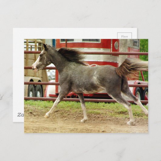 Mini Pinto Horse Gallops Briefkaart (Voorkant / Achterkant)