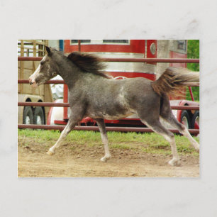 Mini Pinto Horse Gallops Briefkaart