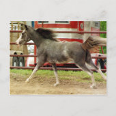 Mini Pinto Horse Gallops Briefkaart (Voorkant)
