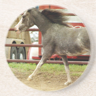 Mini Pinto Horse Gallops Zandsteen Onderzetter