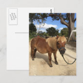 Mini Pony op het Briefkaart Kampeergronden (Voorkant / Achterkant)