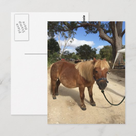 Mini Pony op het Briefkaart Kampeergronden (Voorkant / Achterkant)