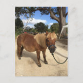 Mini Pony op het Briefkaart Kampeergronden (Voorkant)