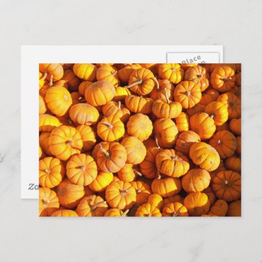 Mini Pumpkins Briefkaart (Voorkant / Achterkant)