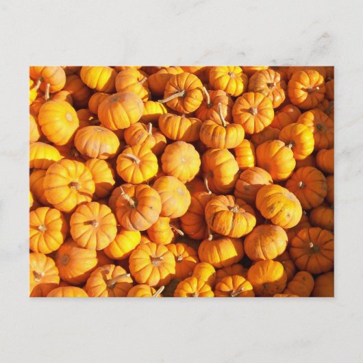 Mini Pumpkins Briefkaart (Voorkant)