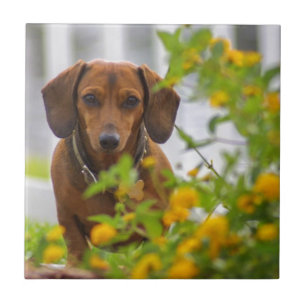 Mini Red Dachshund Tegeltje