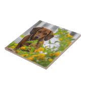 Mini Red Dachshund Tegeltje (Zijkant)