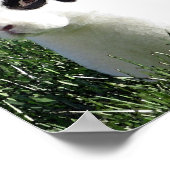 Mini Rex bunny poster (Hoek)