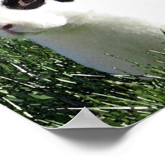 Mini Rex bunny poster (Hoek)