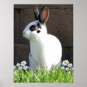 Mini rex met mazen poster (Voorkant)