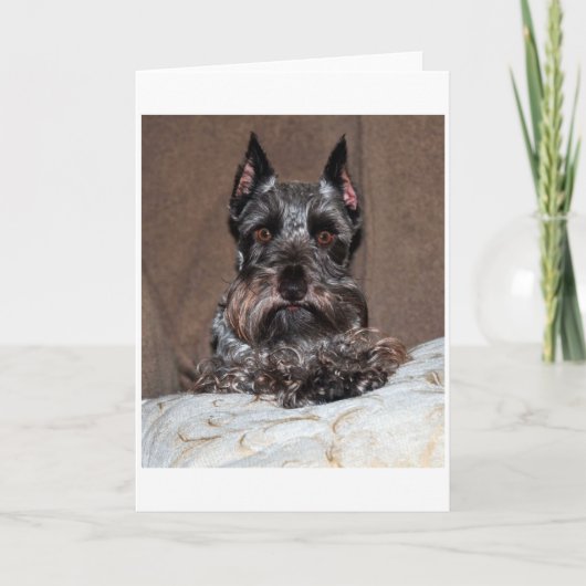 mini schnauzer 2 feestdagen kaart (Voorkant)