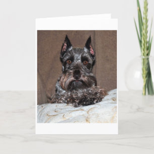 mini schnauzer 2 feestdagen kaart