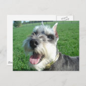 Mini Schnauzer Briefkaart (Voorkant / Achterkant)