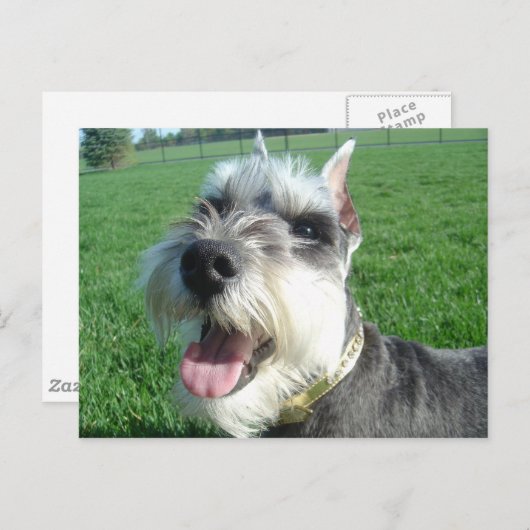 Mini Schnauzer Briefkaart (Voorkant / Achterkant)