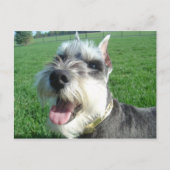 Mini Schnauzer Briefkaart (Voorkant)