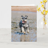 mini schnauzer kaart (Gele Bloem)