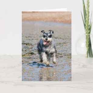 mini schnauzer kaart