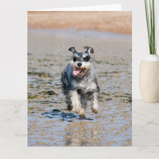 mini schnauzer kaart (Voorkant)