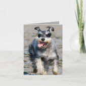 mini schnauzer kaart (Voorkant)