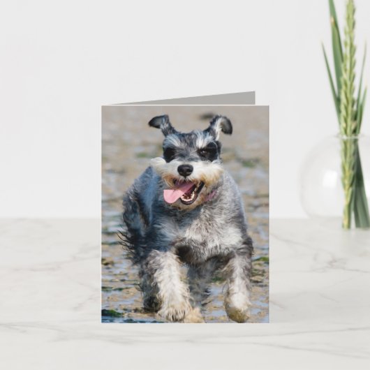 mini schnauzer kaart (Voorkant)