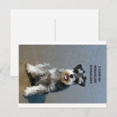 mini schnauzer-liefde w pic briefkaart (Voorkant / Achterkant)