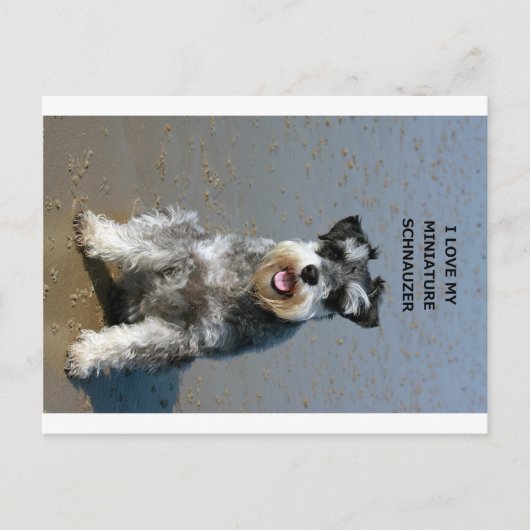 mini schnauzer-liefde w pic briefkaart (Voorkant)